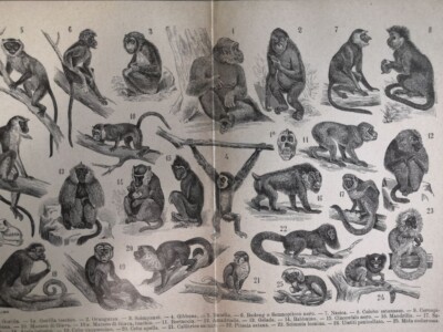 1929 MONKEYS Engraving Orangutan Chimp Lemur Baboon Illustration 10.5 x 8'' C14-4