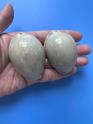 Set of 2 | 66.1 mm& 59.1mm | Cypraea Arabica | Overglaze