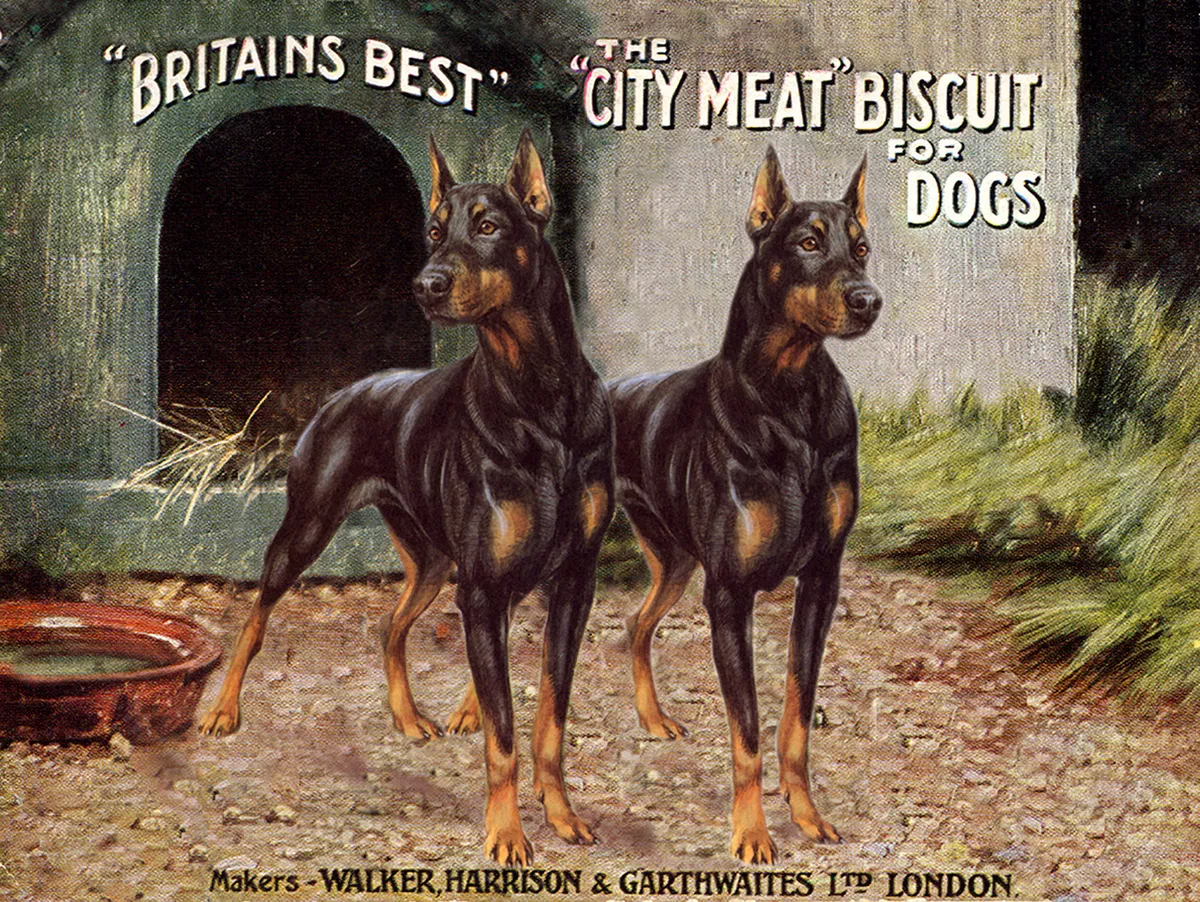 DOBERMAN PINSCHER TWO DOGS OLD DOG FOOD ADVERT ON GREETINGS NOTE CARD