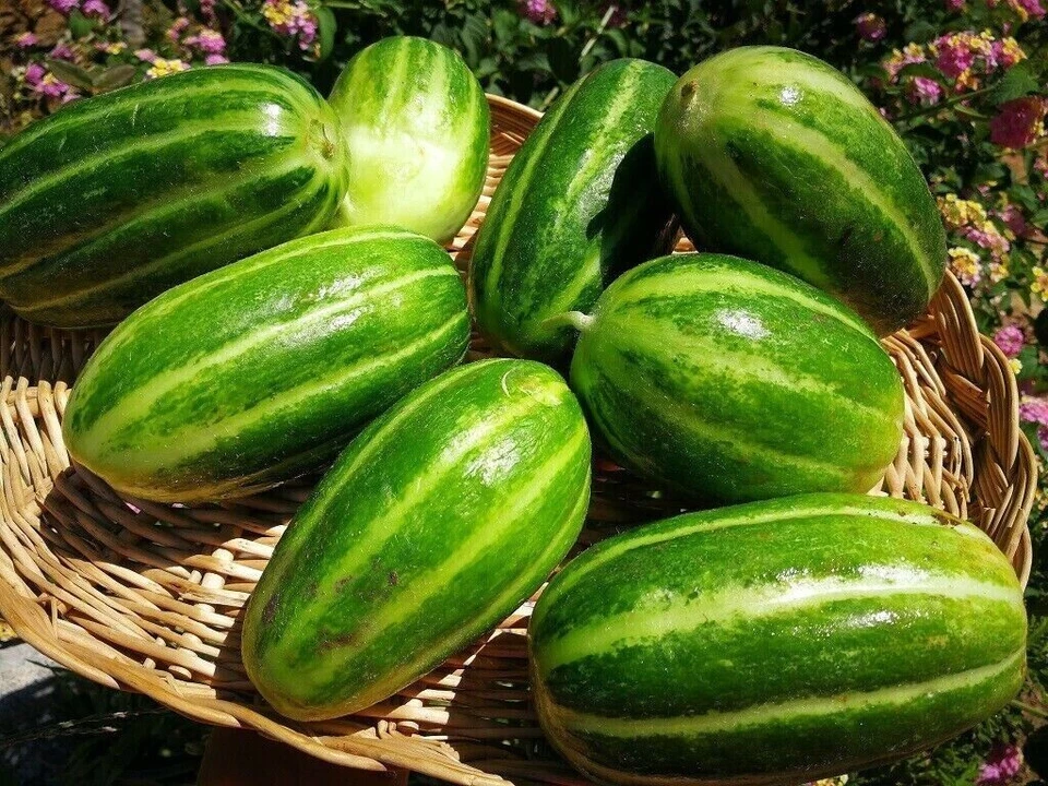 EXOTIC CUCUMBER PACKAGE - EBIDLE - SORTIMENT - 5 variety - 30+ seeds Samen V 120 - Image 3 of 4