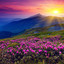 In the Meadow