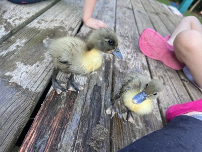    BLACK & BLUE SWEDISH DUCK E G G S for HATCHING   