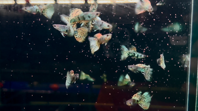 Live Aquarium Guppy Fish - 1 Pair (Male & Female) - Yellow Tiger Halfmoon - High Quality, USA