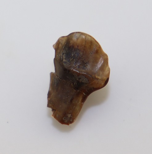 Dente di sauro, Ankylosaurus sp., gesso, Judith River Fm, Montana, USA -L386 - Foto 3 di 5