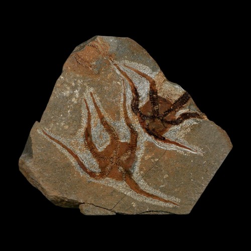 2 Two Brittlestar Ophiura Sp Starfish Fossil Ordovician Age Morocco COA