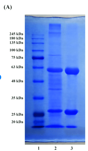 Coomassie Brilliant Blue G (in-gel protein analysis) | 6104-58-1 || 10 g || BS