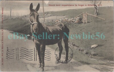 Millerton NY LONE HORSE ON ROAD Greetings Postcard