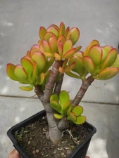 Succulent Crassula Ovata Crosby's Compact Jade 1 Live 8" Money Plant Tree