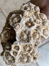 Hexagonal Coral "Lithostrotionella" Pickett County, Tn.