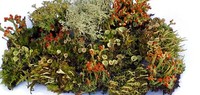 Live Lichen Assortment for Terrarium, Mossarium, Fairy Garden Ships Free 5
