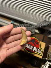 2” Crocodile Fossil Dinosaur Tooth Elrhaz Formation Cretaceous Niger