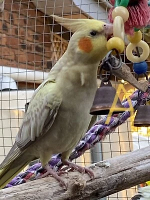 cockatiel pair for sale