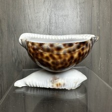 Vintage Cowrie Sea Shell Trinket Dish Nautical Beach Ocean Ashtray