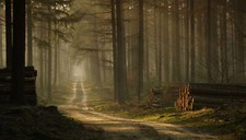 Landscape forest mist trees sunlight grass morning Custom Gaming Mat Desk
