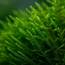 Willow Moss | Aquarium Plants Factory®
