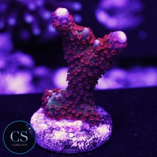 CS Bubblegum Digitata - WYSIWYG Live Coral