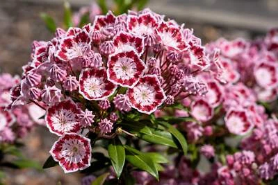 SEEDVILLE USA 50 MOUNTAIN LAUREL White Pink Red Kalmia Latifolia Shrub Bush Seeds