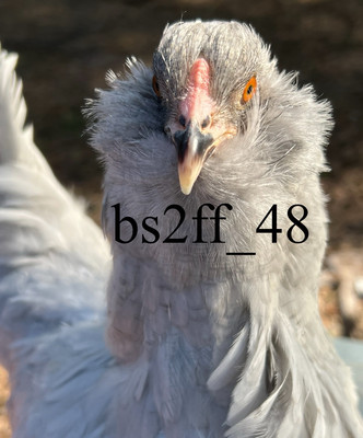 6 Lavender Amerucana Hatching Eggs (Read Description!!!)