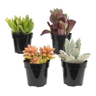 , Live Succulents Plants Live Houseplants (4PK), Succulent Plant 4 Pack 2.5''