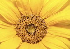 10 Yellow SUN SUNFLOWER SEEDS 🌹| RARE Yellow CUT FLOWER HEIRLOOM FREE SHIPPING