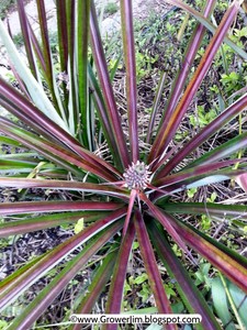 Pineapple-039-Red-Spanish-039-crown-plant-collector-variety