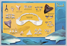 Postcard Shark Teeth Fossilized Extinct Species Modern Day Sharks 6x4