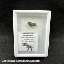 Tyrannosaurus Rex Tooth Fossil Partial Hell Creek Formation Montana USA