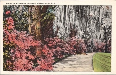 Postcard Scene In Magnolia Gardens, Charleston, South Carolina