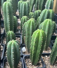 cactus 10-15cm with pot 