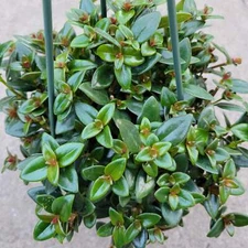 Nematanthus gregarius 'Goldfish Plant' Succulent Plant