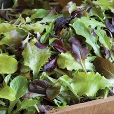 Allstar Gourmet Lettuce Mix Seeds for Planting (500 Seeds) - Grow Heirloom Lettu