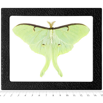 Actias luna RESTING POSE REAL FRAMED GREEN NORTH AMERICAN LUNESTA MOTH ...