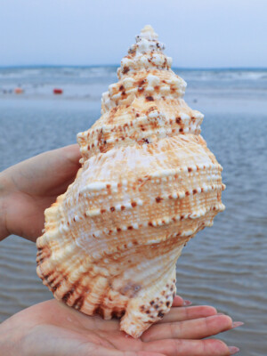 Natural Tutufa Rubeta Conch Shells Coral Sea Snail Fish Tank Home Ornament 20-23