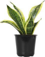 Live Snake Plant, Sansevieria Trifasciata Superba, Fully Rooted Indoor House Pla