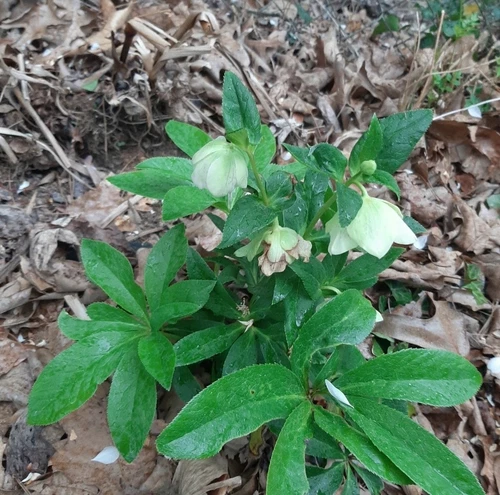 Lenten Roses Starter Plant(mixed colors)