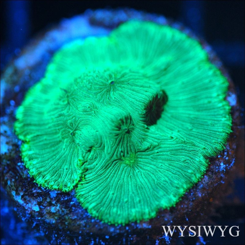 Corals of Eden WYSIWYG Live Coral Frag ~ Aurora Borealis Leptoseris Coral SPS