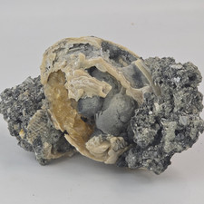 Ruck's Pit Calcite Clam Fossil - Mercenaria permagna - Ft. Drum, Florida