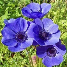 Pretty Anemone Blue Imported Flower Bulbs Pack of 2 bulbs