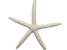 GIANT STARFISH Craft Table Decoration Sea Shell 17-19  CM X 5
