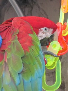 Parrot Presents and More | eBay Stores