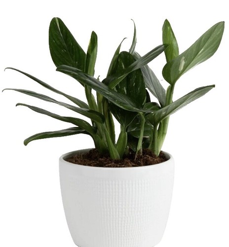 große philodendron Philodendron esmeraldense 