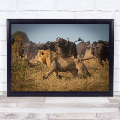 Running For His Life Natur Tier Wildtiere Löwe Safari Afrika Büffel Kunstdruck