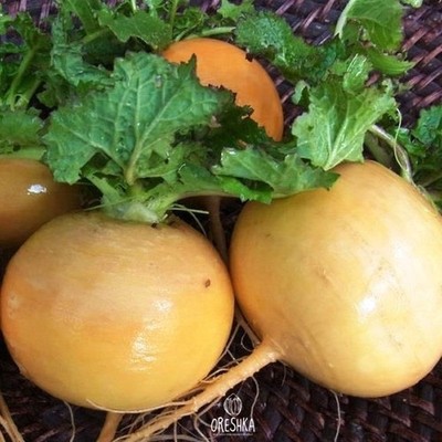 GOLDEN BALL TURNIP 50 frische Samen. Erbstück gelb Brassica Rapa Wurzel Gemüse