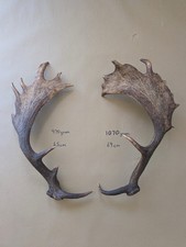 Fallow Deer Antlers