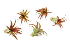 Red Abdita Tillandsia Air Plants - Perfect Variety Pack for Indoor Gardens