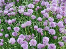 Digital Image Picture Photo Wallpaper Background Desktop Natural Clover #N25