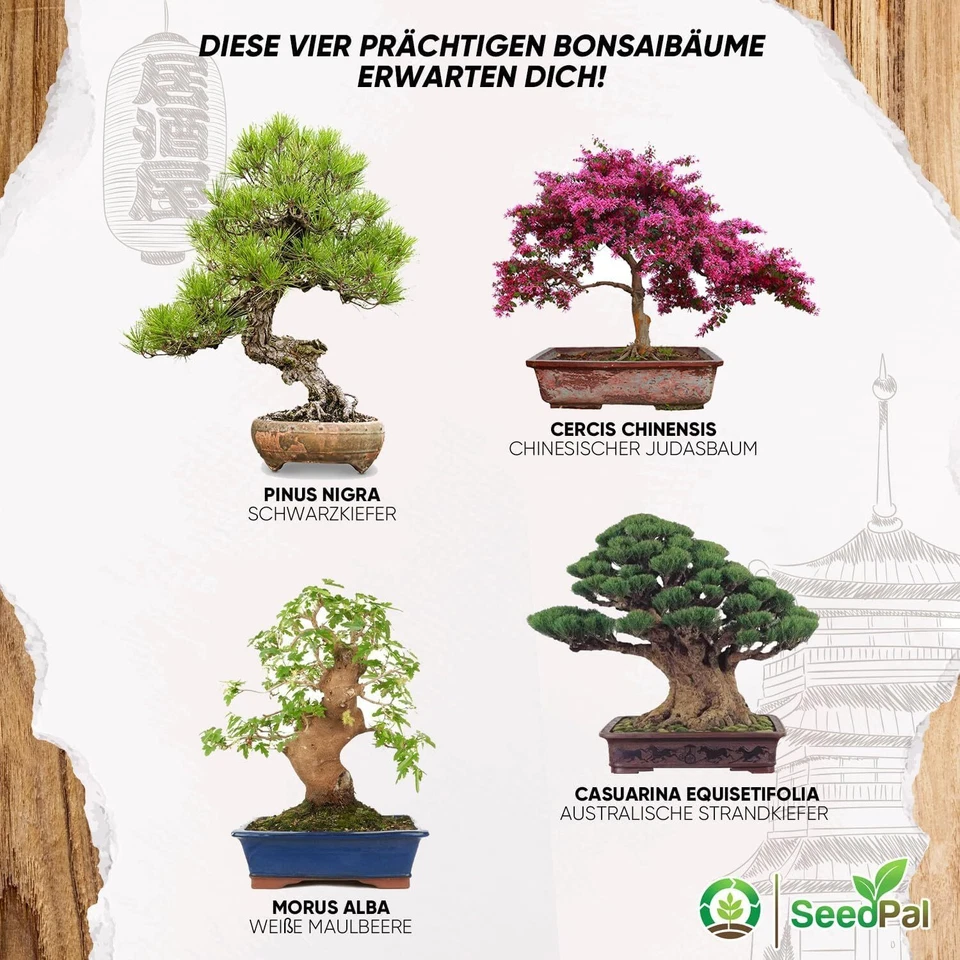 Easy Bonsai Kit - Plantes Kit de culture Bonzaï 4 graines différentes de Banz... - Photo 3/4