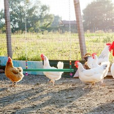 Wooden Iron Rooster Hen Swing Toy Chicken Playground for Pet Birds