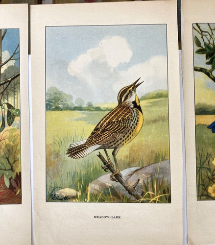 Vintage Buchseiten Farbdrucke Singvögel illustriert R.E. Todhunter 20er Jahre - Bild 4 von 19