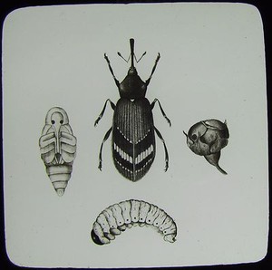 Slideshow maker for mac